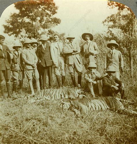 Tiger Hunting Cooch Behar West Bengal India Stock Image C042
