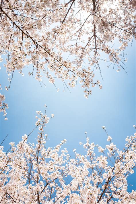 21 Cherry Blossom Instagram Captions For Your Spring Time Tree Pics