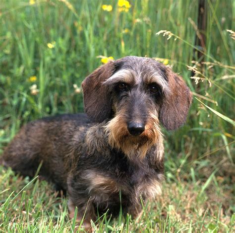 Wire Haired Dachshund Photograph By Jeanne White
