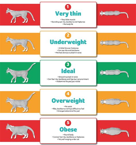 cat weight chart funny