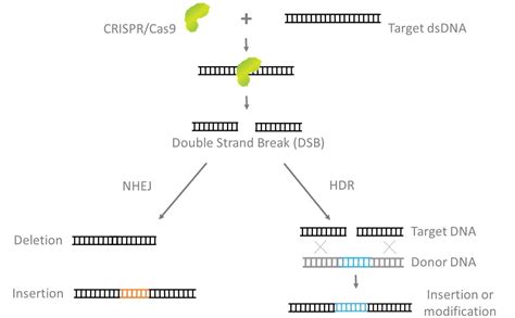 CRISPR Discovery And Adaptation GoldBio