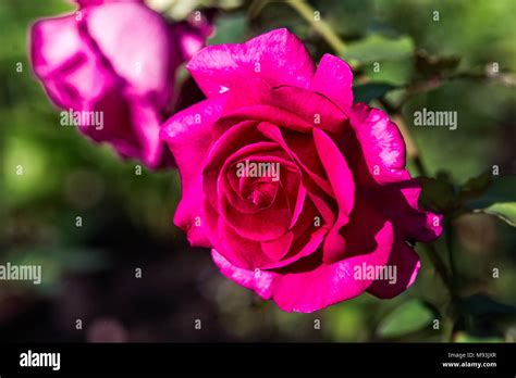 Dark Pink Rose High Resolution Stock Photography And Images Alamy