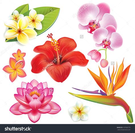 Exotic Flower Clipart 20 Free Cliparts Download Images On Clipground 2021