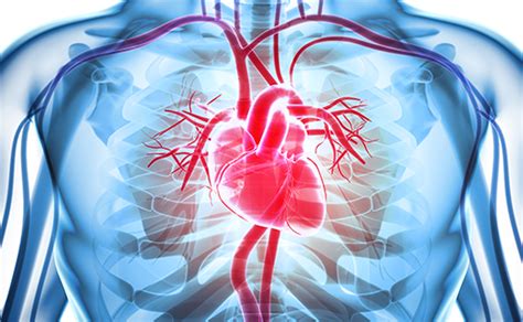 Anatomy And Function Of The Coronary Arteries Johns Hopkins Medicine