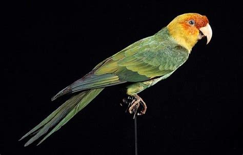 Carolina Parakeet Birdfinding Info