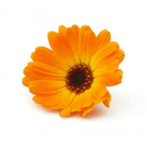 Marigolds English Marigold Medicinal Plants Mexican Marigold Flower