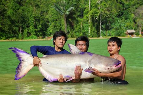 Exotic Fishing Thailand More Mekongs By The Truck Load