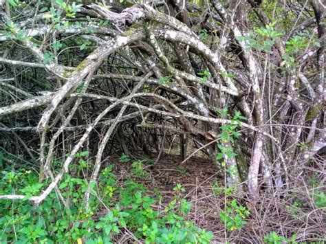 Mystery Cave In Tropical Forest Lush Fern Moss And Lichen On The