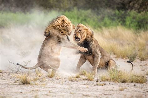 Picture Of Two Male Lions Fighting Each Other In The Kalahari Desert
