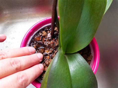 How often should i water my houseplants? How to Water Your Orchids Correctly, so They Don't Die ...