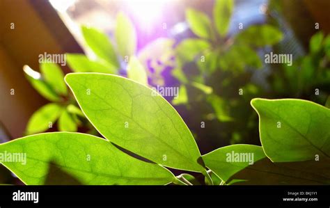 Green Leafy Indoor Plant Stock Photo Alamy