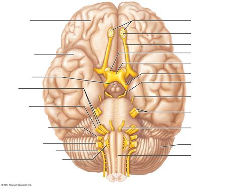 Ventral Cranial Nerves Hot Sex Picture