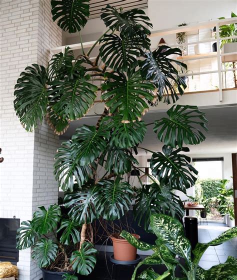 Hello Plant Lover On Instagram This Monstera So Tall Its More Than