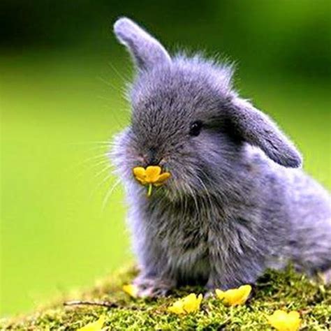 10 Most Popular Cute Baby Bunny Pictures Full Hd 1920×1080