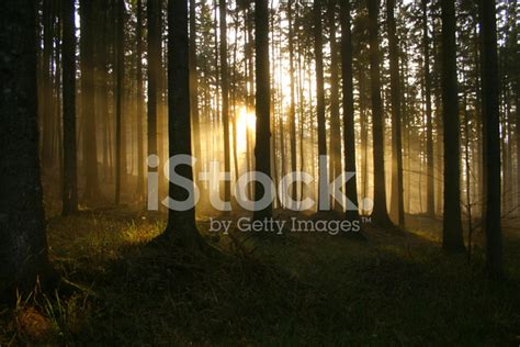 Sun Ray In The Woods Stock Photo Royalty Free Freeimages