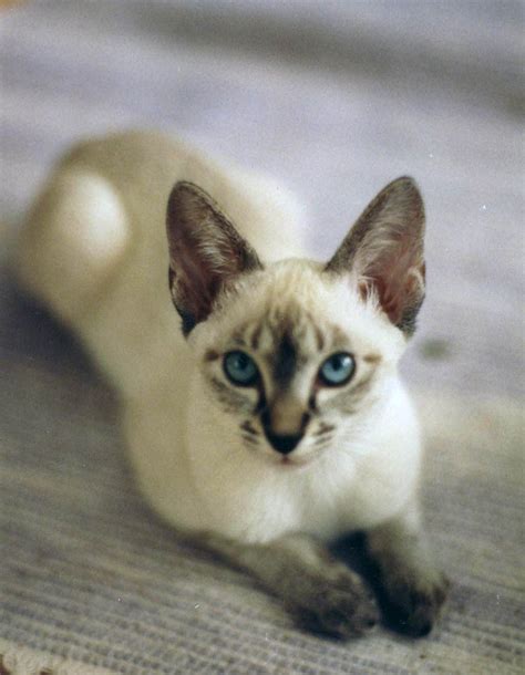 Below you will find a huge list of names for siamese cats which you can use to name your new siamese kitten. She's a treasure. Lynx point Siamese kitten. (With images ...