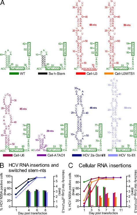 Microrna Antagonism Against Hepatitis C Virus Genotypes And Reduced Efficacy By Host Rna