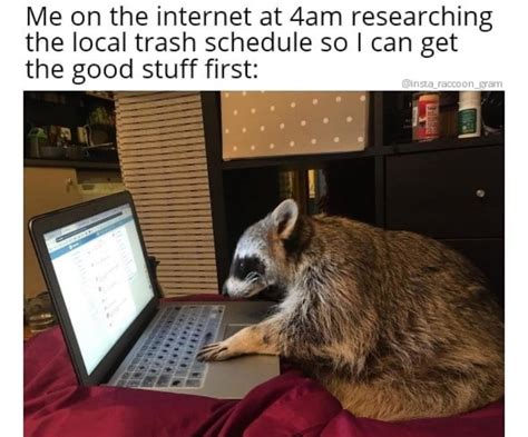 The Best Raccoon Memes Memedroid