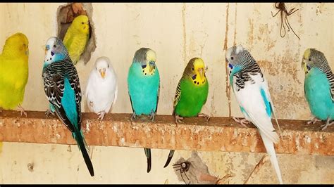 8 Hours Of Budgie Sounds To Encourage Your Parrot To Eat And Sing