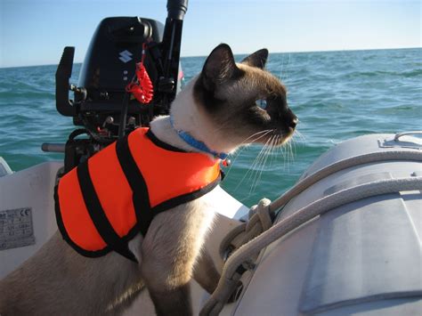 Meet Bailey Boat Cat Feline Admiral With A French Passport