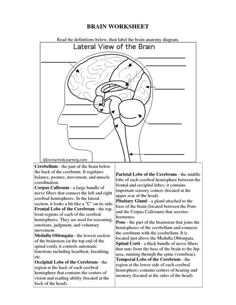 Https://tommynaija.com/worksheet/whats In Your Brain Worksheet Answers