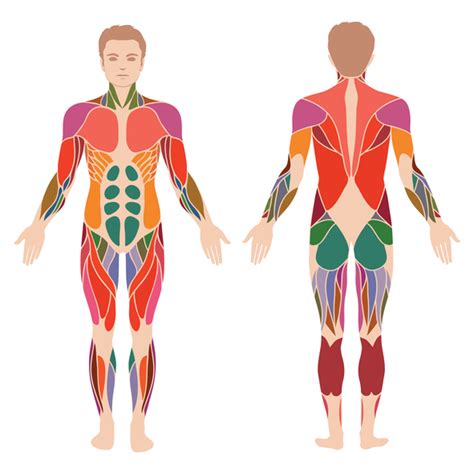 Todos Los Músculos Del Cuerpo Humano Y Sus Funciones Blog De Salud Y