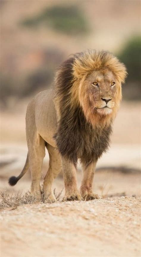 Aslan Of Narnia By Marlon Du Toit 500px Lions Photos Lion Pictures