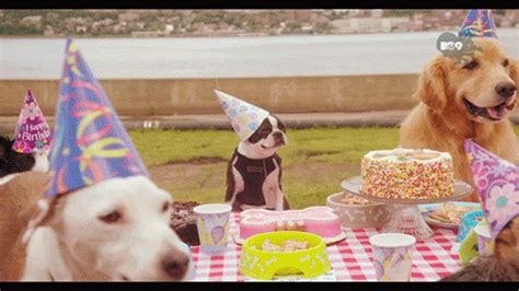 Dog Birthday  Find And Share On Giphy
