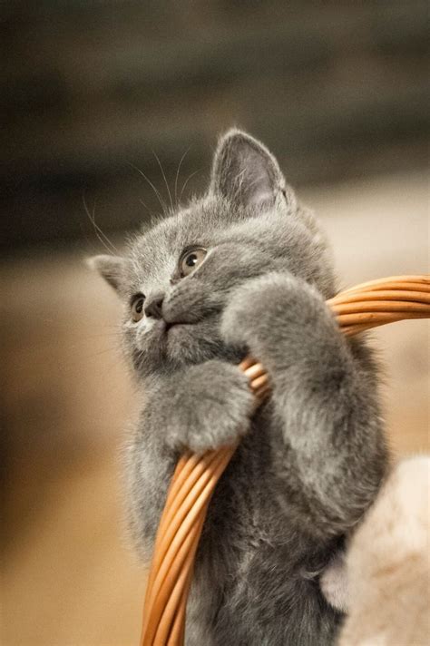 1387 Best Images About Cute Kittens On Pinterest Orange