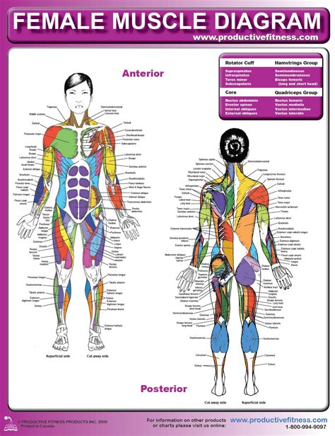 Massage Back Muscle Chart Muscles Diagrams Diagram Of Muscles And Anatomy Charts Back