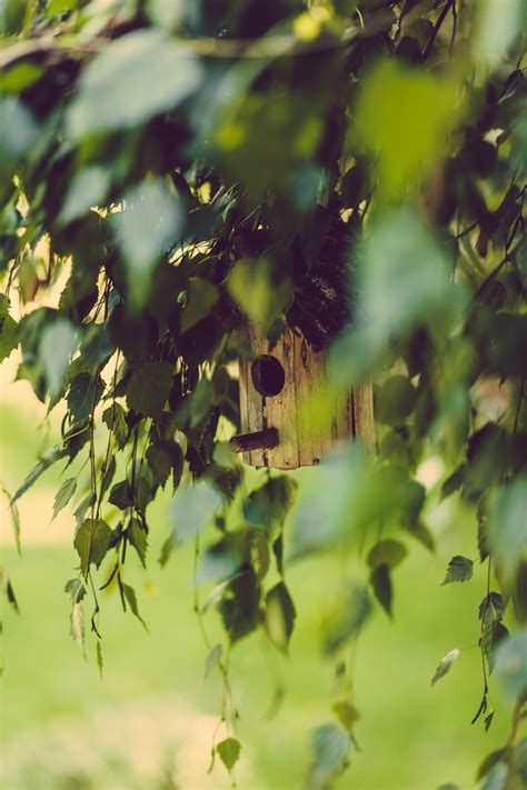 Free Images Tree Nature Grass Branch Bokeh Sunlight Leaf