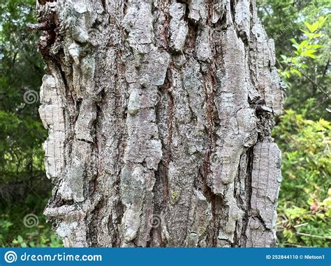 Tree Identification Bark Winged Elm Stock Photo Image Of Fissures
