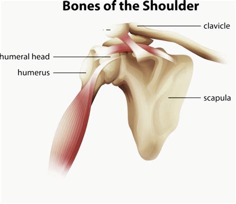 What Are The Three Major Bones Found In The Shoulder Joint Socratic