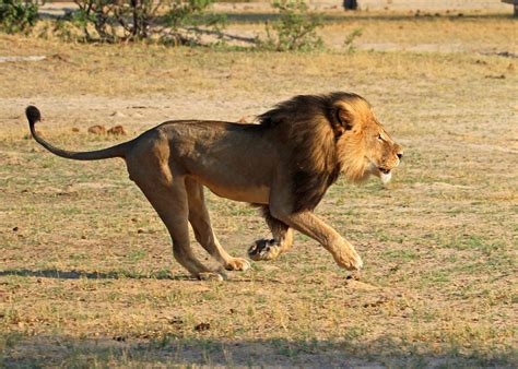 Lion Hunting Is Booming And Americans Do Most Of The Killing Reveal