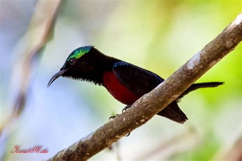 Tips Merawat Kolibri Ninja Agar Tetap Hidup Kicau Burung Mania