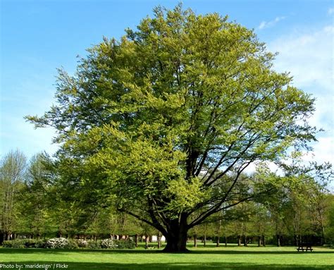 Interesting Facts Beech Trees Just Fun Facts
