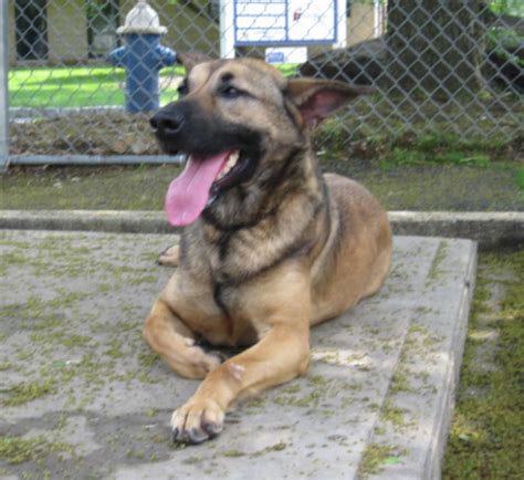 Rosie Available German Shepherd Dog From Shepherds Hope Rescue