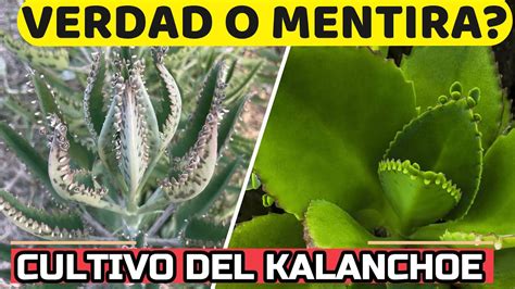 Kalanchoe La Planta Que Cura El Cancer Beneficios De Cultivarla En Casa Youtube