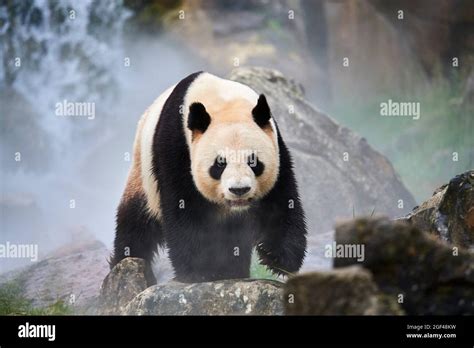 Panda Gigante Ailuropoda Melanoleuca Macho En Su Recinto En Niebla