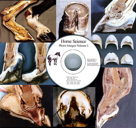 Pin On Hoofprints Horse And Hoof Anatomy Studies