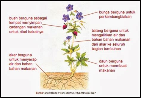 Bagian Bagian Tumbuhan Dan Fungsinya Bunga Fungsi Fungsinya Benang Morfologi Kelamin Tumbuhan