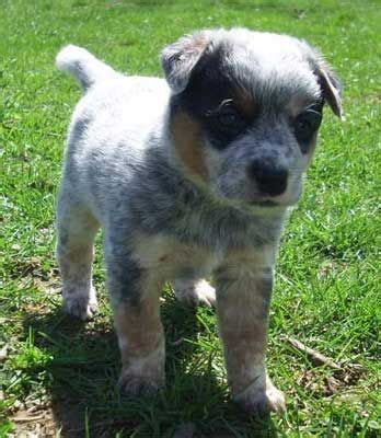 Find dogs and puppies for sale, near you and across australia. Puppys, Puppies for sale and Blue on Pinterest