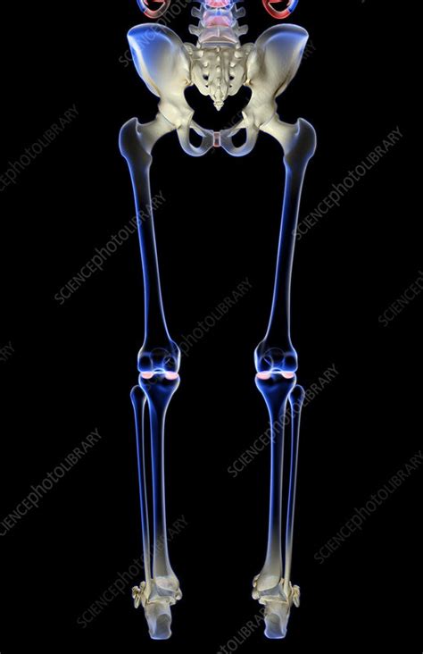 Bones support and protect the body and its organs. The bones of the lower body - Stock Image - F001/5061 ...