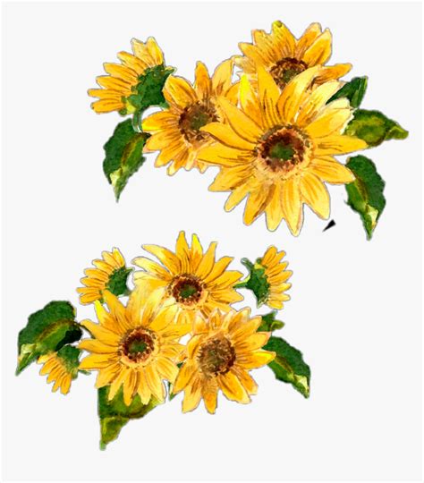 Transparent Rustic Flowers Clipart Watercolor Sunflower Border Png