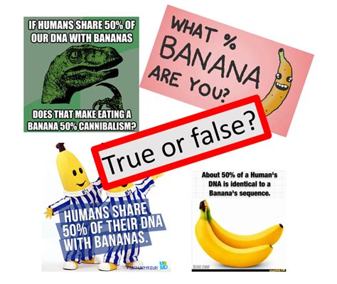 50 Shocking Facts Human Banana Dna Similarities Unveiled 2024