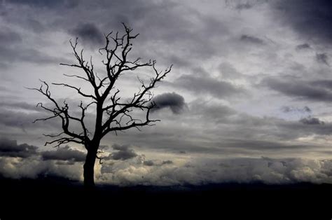 Spooky Dead Tree In Winter Landscape Stock Images Free Winter