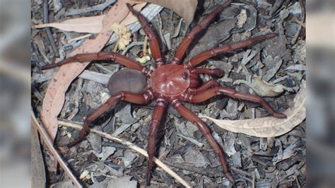 Australia Rare Colourful Spider Needs Protection Ctv News