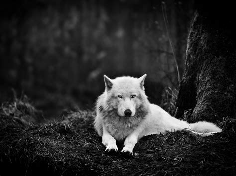 Free Download Hd Wallpaper Black Wolf Wolves Wallpaper Flare