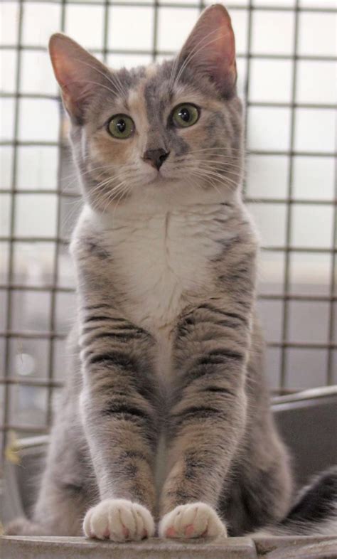 Adopt Katydid On Petfinder Grey Tortoiseshell Cat Calico Cat Cats