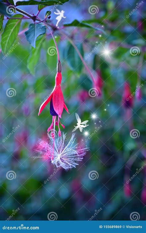 Fairies At Twilight In Magical Garden Of Fuchsia Flowers Stock Image